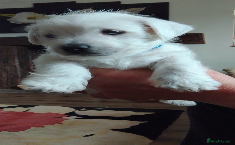 West Highland Terrier dogs - Advert 1