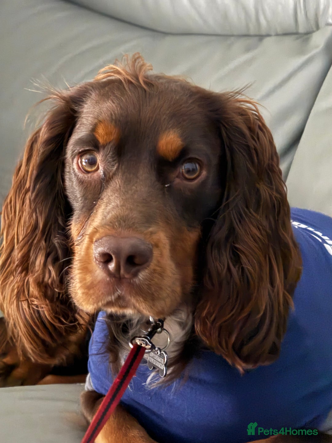 Cocker Spaniel dogs for sale: Beautiful Male Working Cocker Spaniel - Advert 5