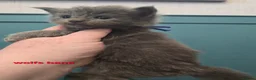 Maine Coon cats for sale: Blue & Blue Smoke Maine Coon Kittens Stunning Tica - Advert 9