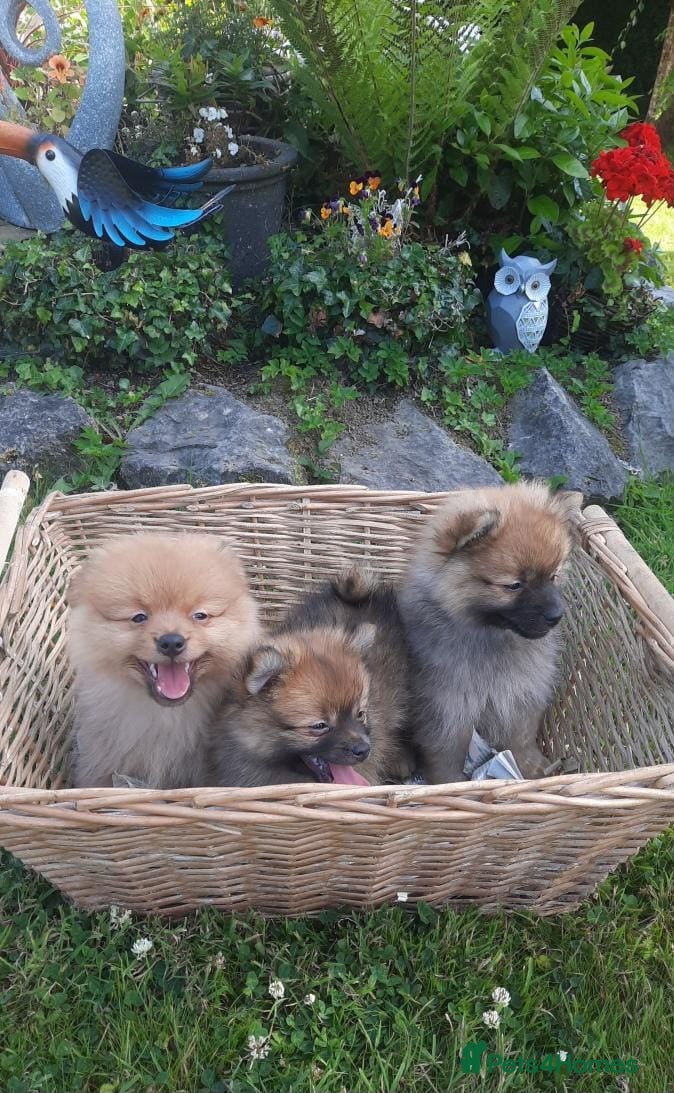 Pomeranian dogs STUNNING FULL POM PUPPIES READY  - Advert 4