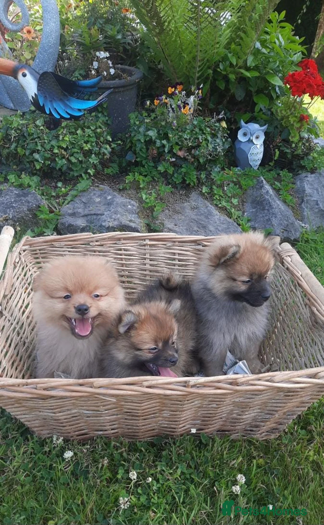 Pomeranian dogs for sale: STUNNING FULL POM PUPPIES READY  - Advert 1