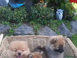 Pomeranian dogs STUNNING FULL POM PUPPIES READY - Advert 4