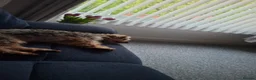 Shihpoo dogs for sale: Mabel  - Advert 3