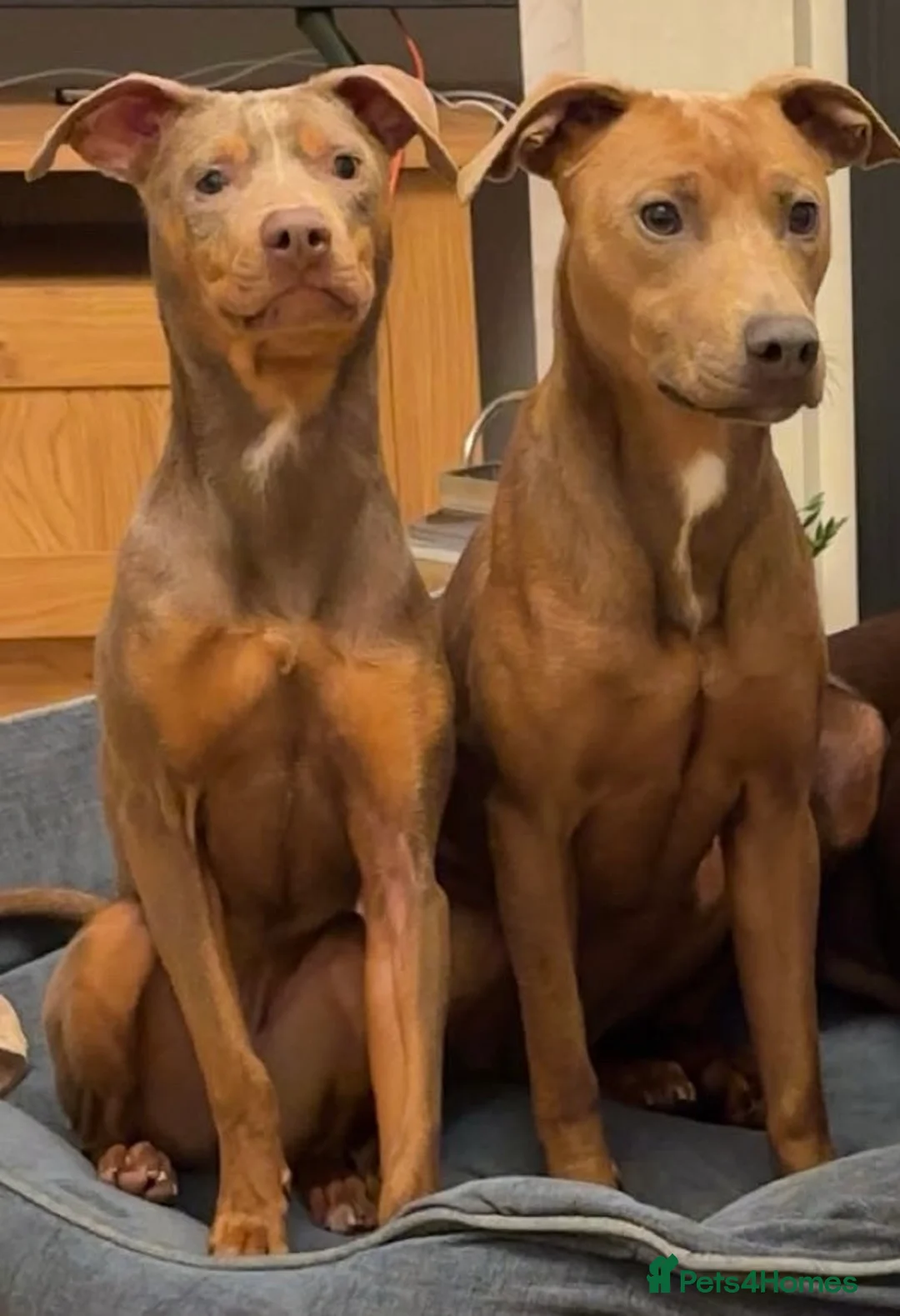 Mixed Breed dogs for sale: Doberman and Doberman x staffy  - Advert 19