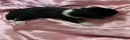Chihuahua dogs for sale: 3musketeers full pedigree baby’s unusual markings  in Manchester - Advert 6