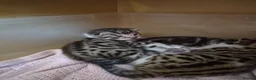 Mixed Breed cats for sale: 3 Beautiful Bengal x DSH male Kittens for Sale in Colchester - Advert 5