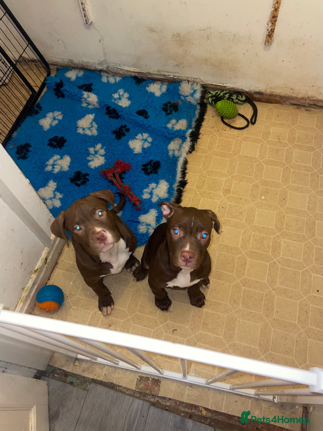 Mixed Breed dogs for sale: 2 gorgeous girls left - Advert 4
