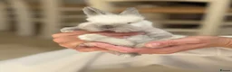 Angora rabbits for sale: Beautiful Angora rabbits in Brentwood - Advert 8