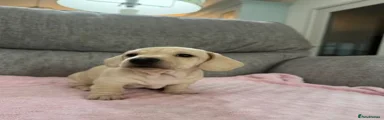 Miniature Dachshund 2