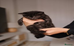 Scottish Fold cats for sale: 🐾 Beautiful Spotted-Belly Scottish Fold x Tabby😺 - Image 8