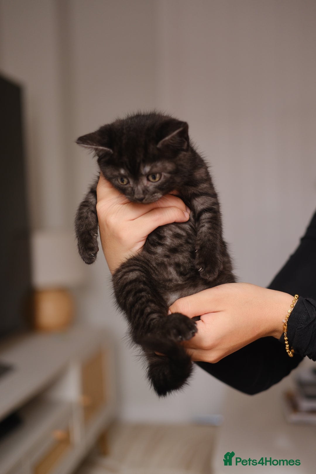 Scottish Fold cats for sale: 🐾 Beautiful Spotted-Belly Scottish Fold x Tabby😺 - Image 8
