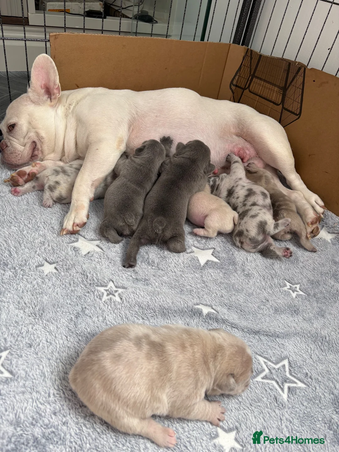 French Bulldog dogs for sale: French bulldog  - Advert 1