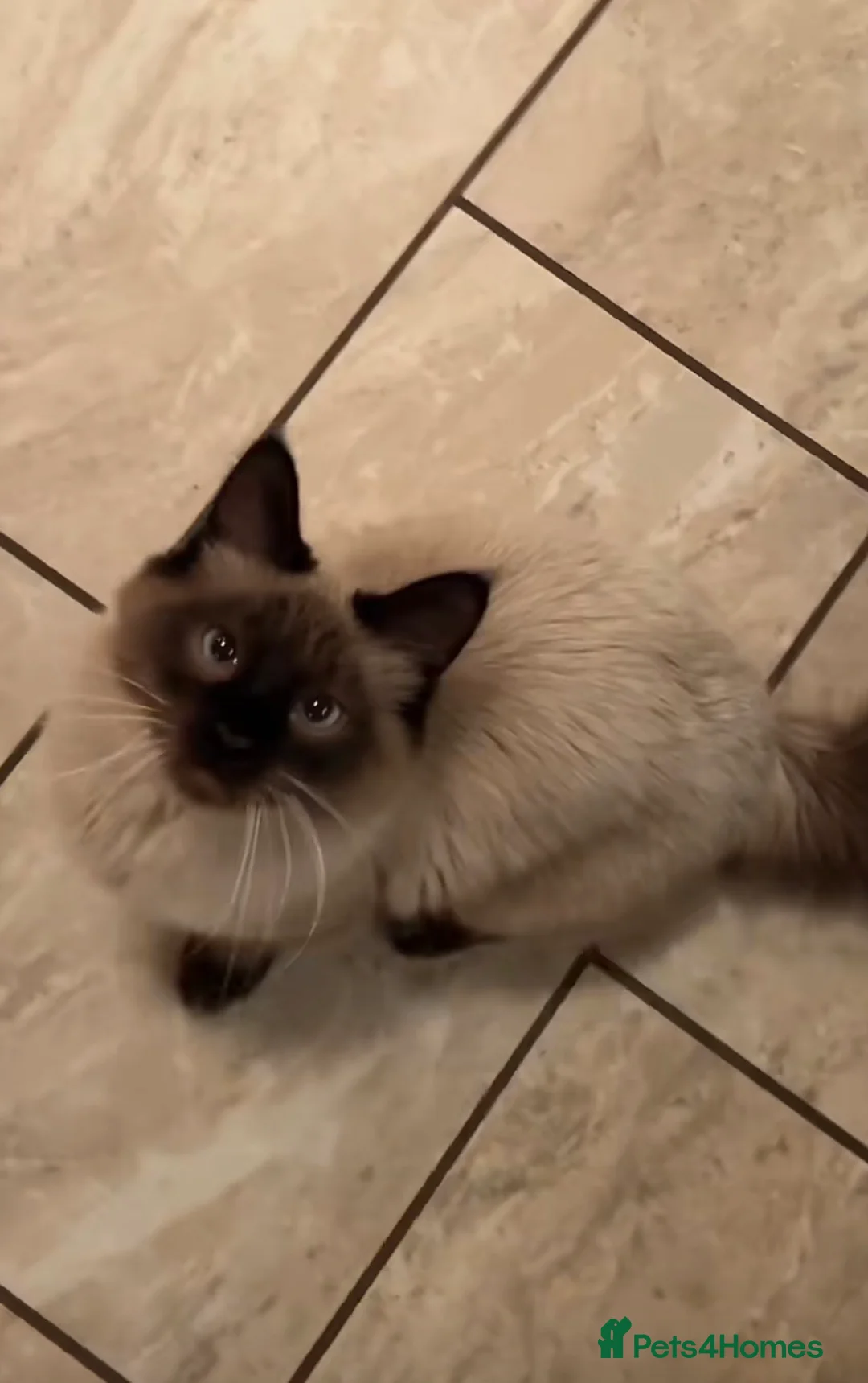 Siamese cats for sale: Flame point Siamese kitten - Advert 2