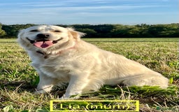 Golden Retriever dogs for sale: KC-Reg Golden Puppies @ Sunaraelia - Due 23/10/25 - Image 14