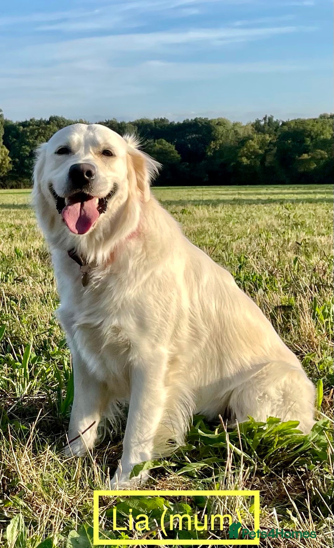 Golden Retriever dogs for sale: KC-Reg Golden Puppies @ Sunaraelia - Due 23/10/25 - Image 14