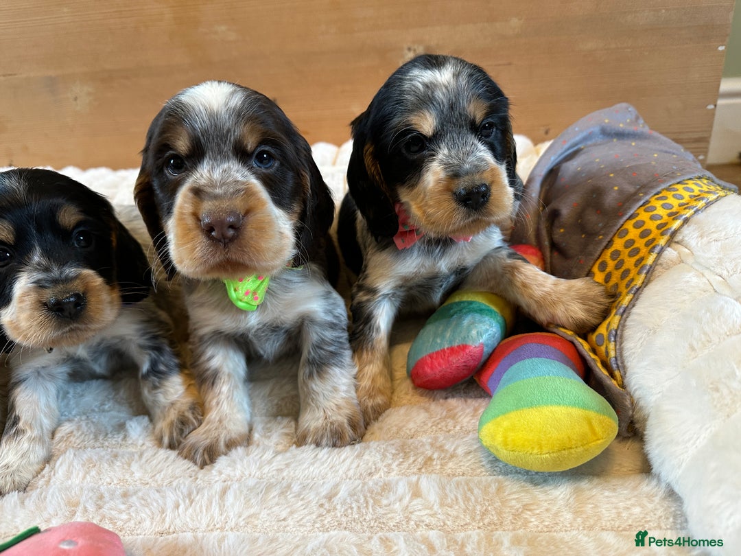 Cocker Spaniel dogs for sale: KC Registered Show Type Cocker Spaniel Puppies  - Advert 4
