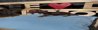 Dachshund 3