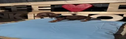 Dachshund dogs for sale: Dutch hound Puppies in Orpington - Advert 8