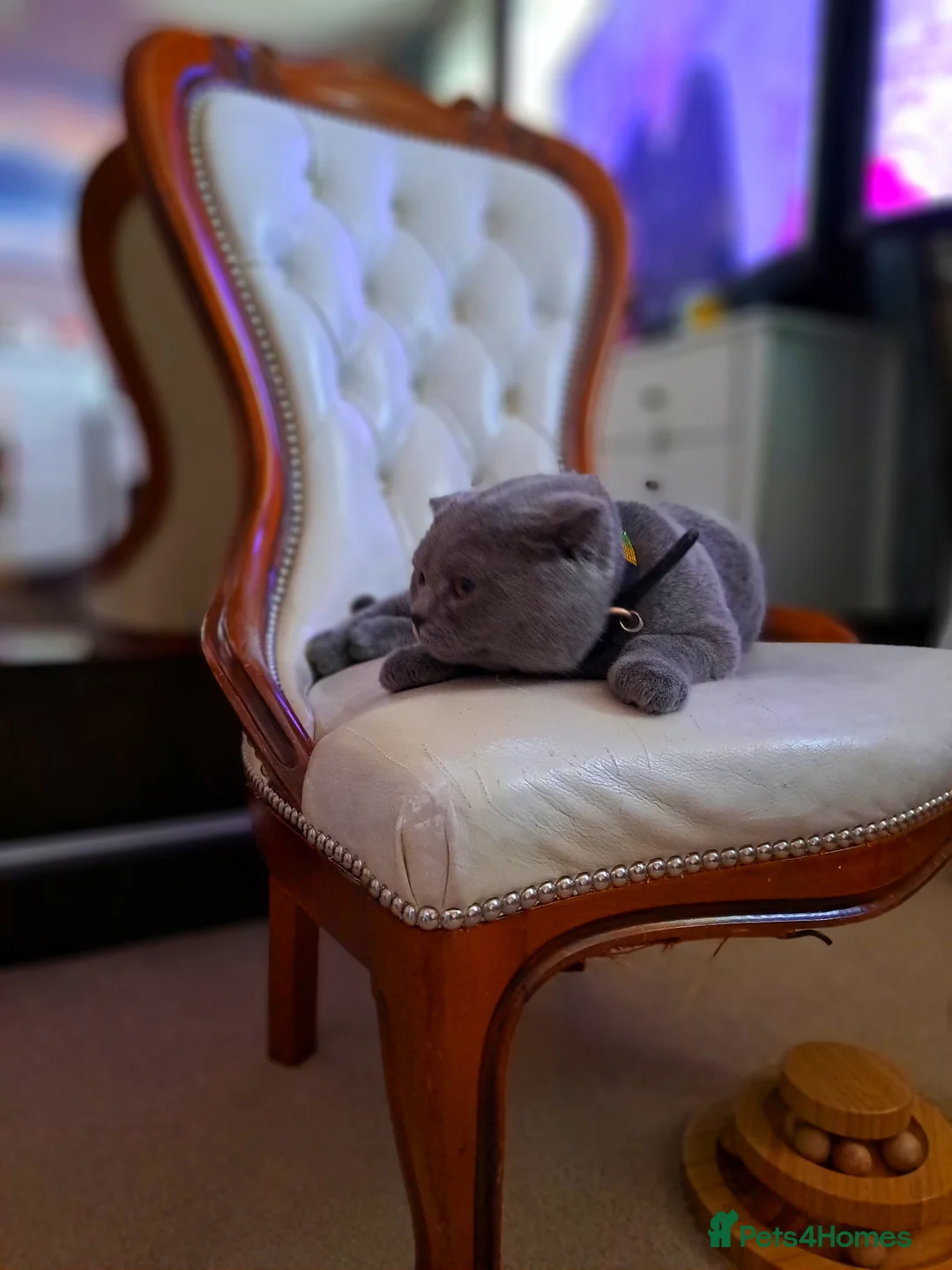 British Shorthair cats for sale: Bsh last male in Sheerness - Advert 2