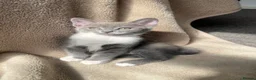 Mixed Breed cats for sale: Mixed breed Russian blue kitten - Advert 2