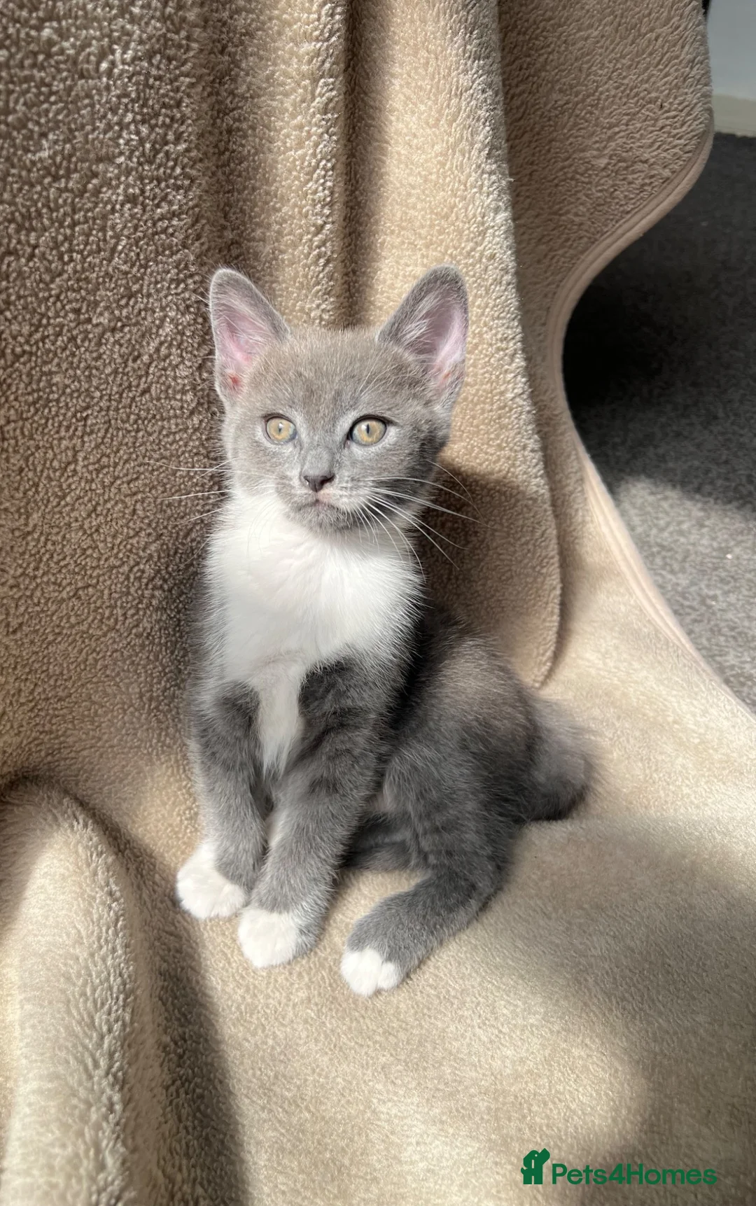 Mixed Breed cats for sale: Mixed breed Russian blue kitten - Advert 2