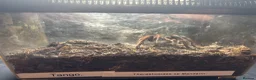 Mixed Breed reptiles for sale: Snakes spiders scorpions  in Macclesfield - Advert 3