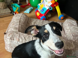 Border Collie dogs - Advert 5