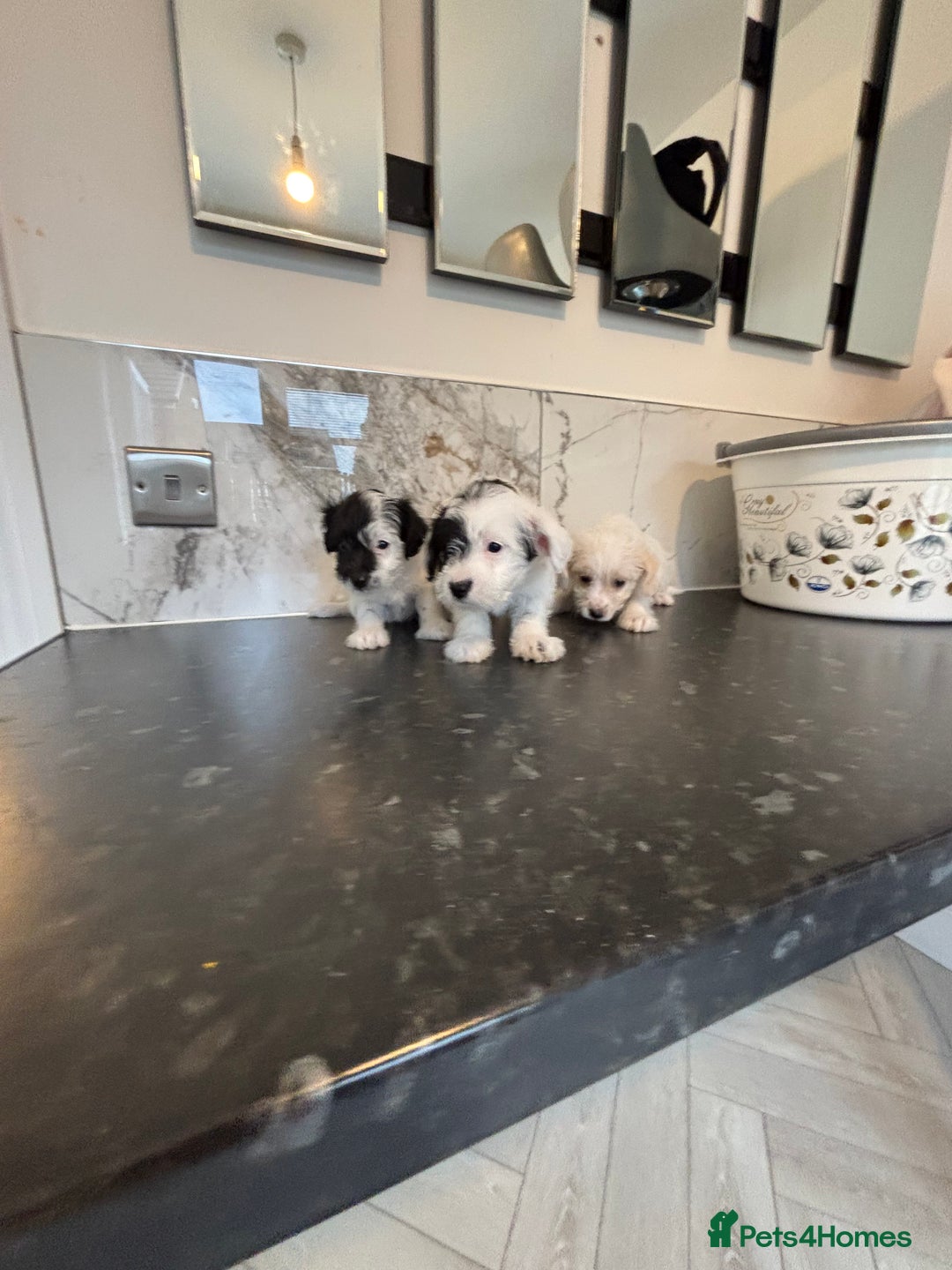 Jackapoo dogs for sale: Jackapoo puppies toy poodle - Image 6