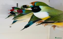 Finches birds for sale: Various finches  - Image 2