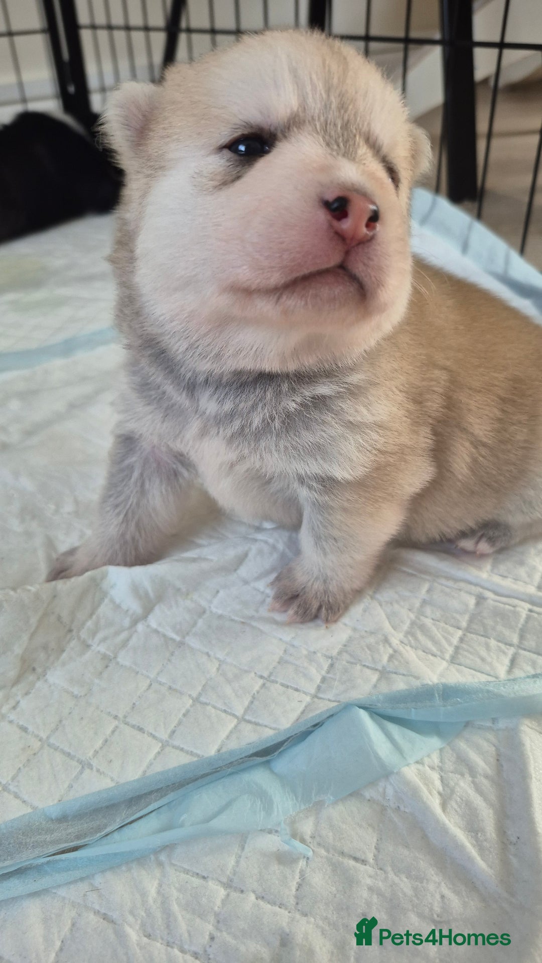 Pomsky dogs for sale: 🐾 New Year Pomsky Puppies – Mini Husky 🐾 - Advert 10