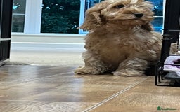 Cockapoo dogs for sale: Healthy Cockapoos boys fully vaccinated  - Image 26