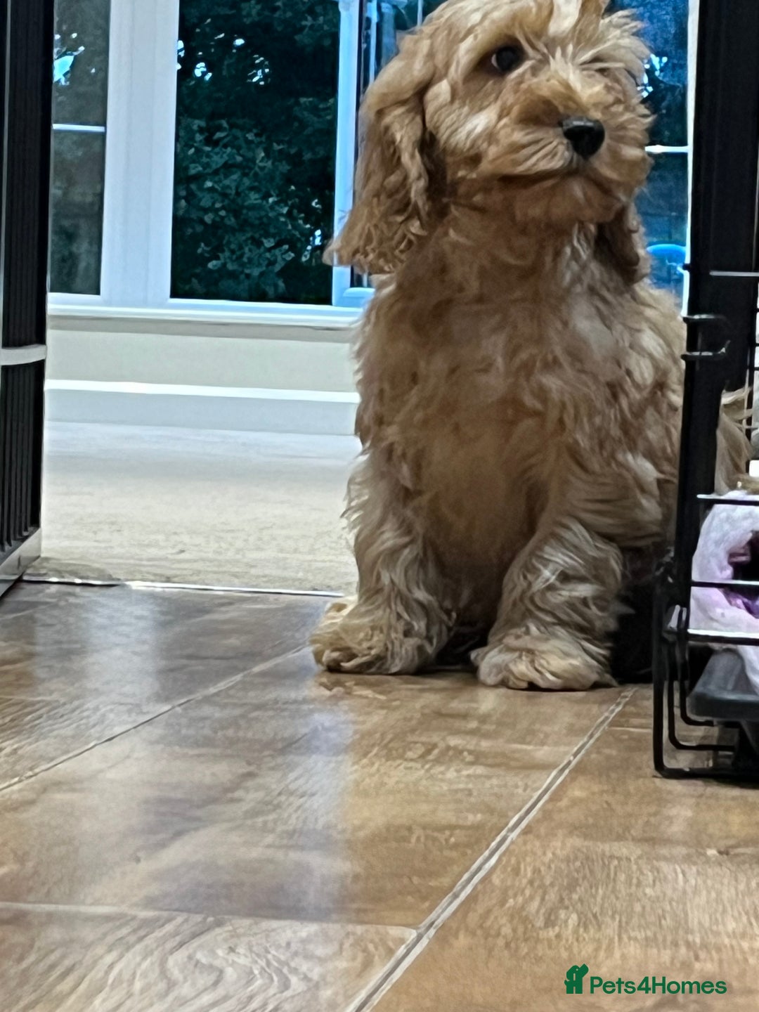 Cockapoo dogs for sale: Healthy Cockapoos boys fully vaccinated  - Image 26