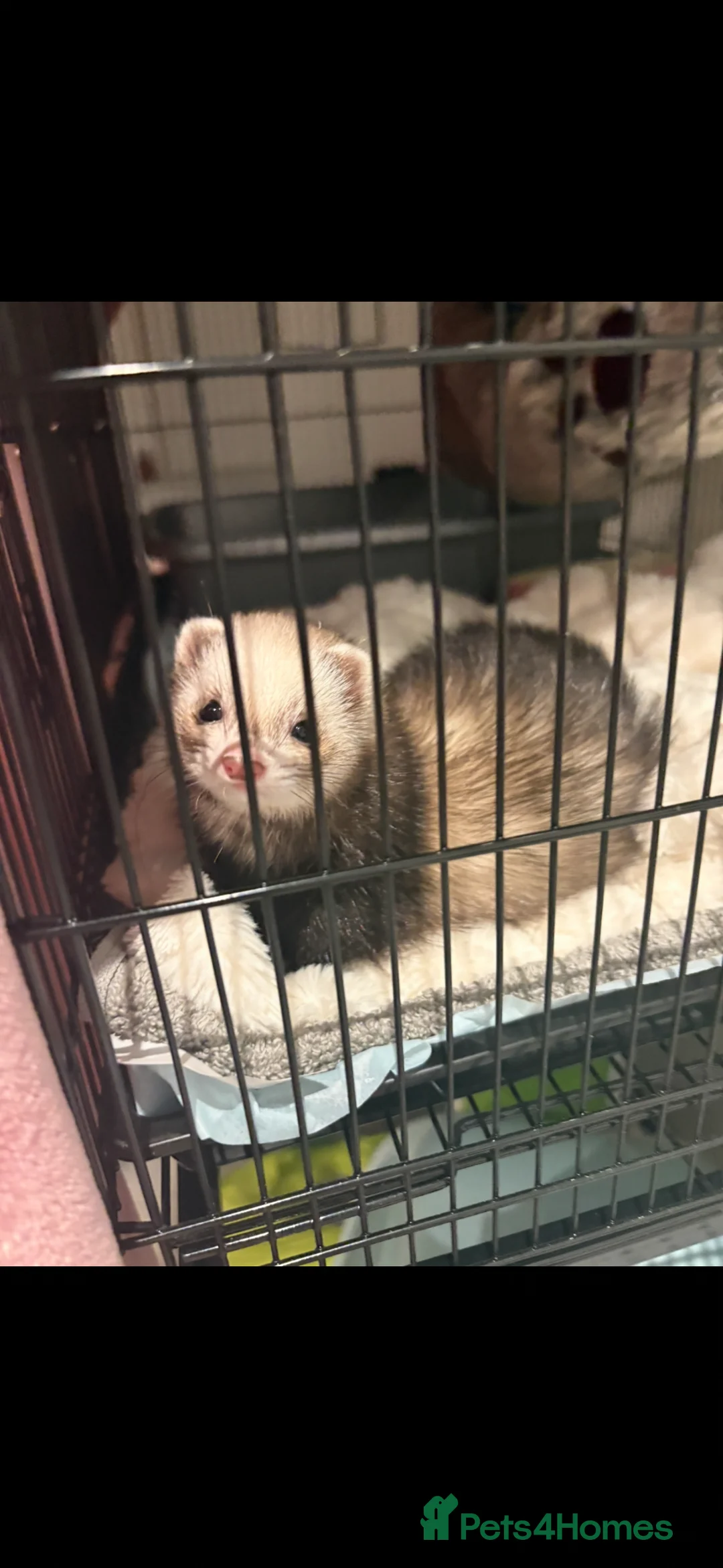 Ferret rodents for sale: Miniature boy ferrets for sale - Advert 4