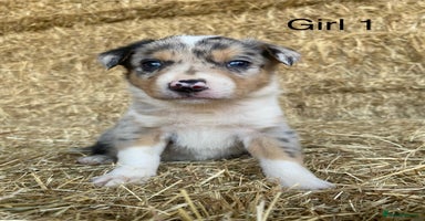 Border Collie dogs - Advert 3
