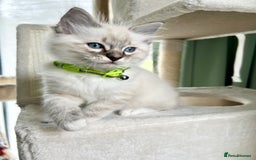 Ragdoll cats for sale: Beautiful Ragdolls 3 🩵 Boys 2 Girls 🩷 - Image 6