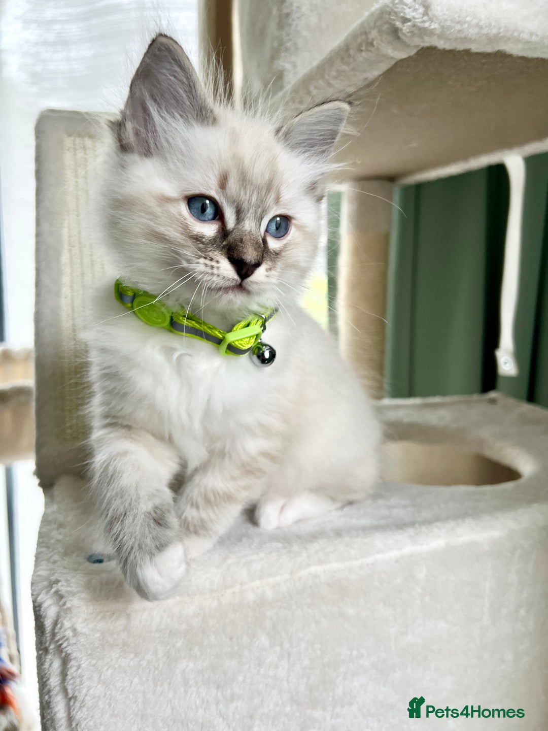 Ragdoll cats for sale: Beautiful Ragdolls 3 🩵 Boys 2 Girls 🩷 - Image 6