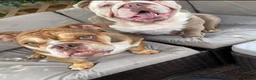 English Bulldog dogs for sale: Bulldogs - Advert 2