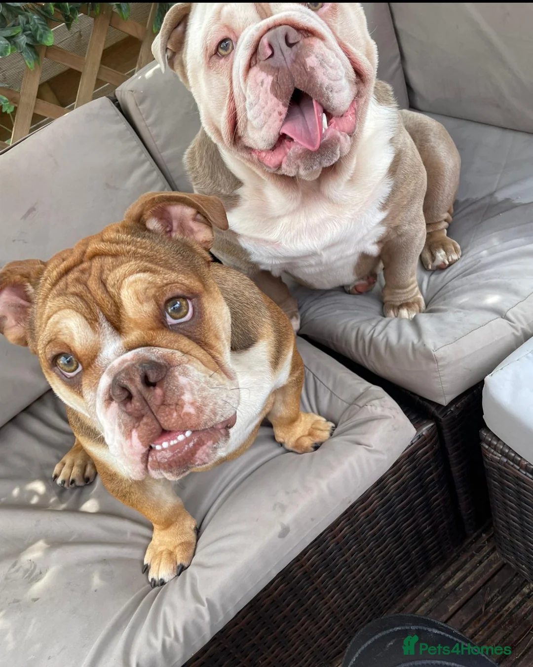 English Bulldog dogs for sale: Bulldogs - Advert 2