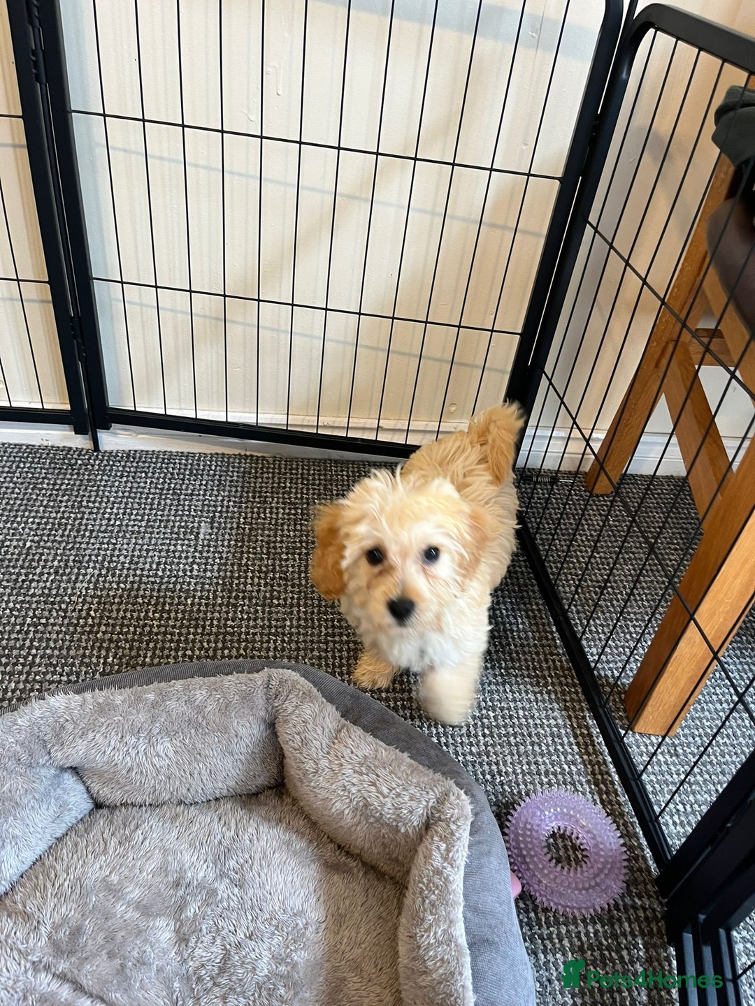 Cavachon dogs for sale: Cavapoochon 3 boys - Image 11