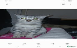 Bengal cats for sale: Bengal  - Image 1