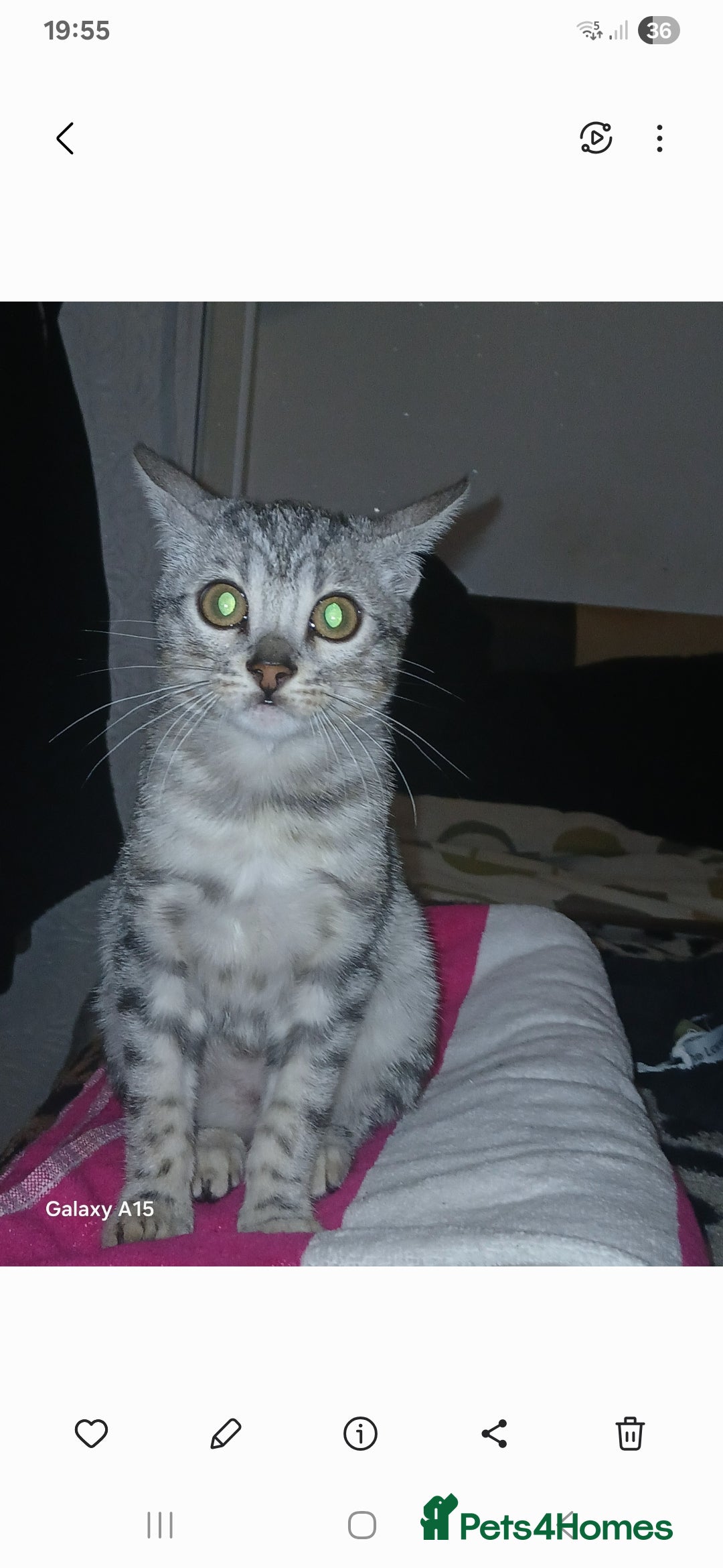Bengal cats for sale: Bengal  - Image 1