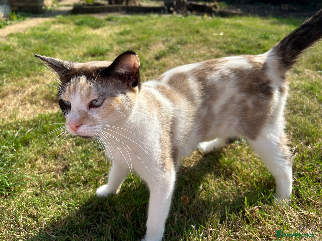 Ragdoll cats for sale: Blue eyed female ragdoll  - Advert 5