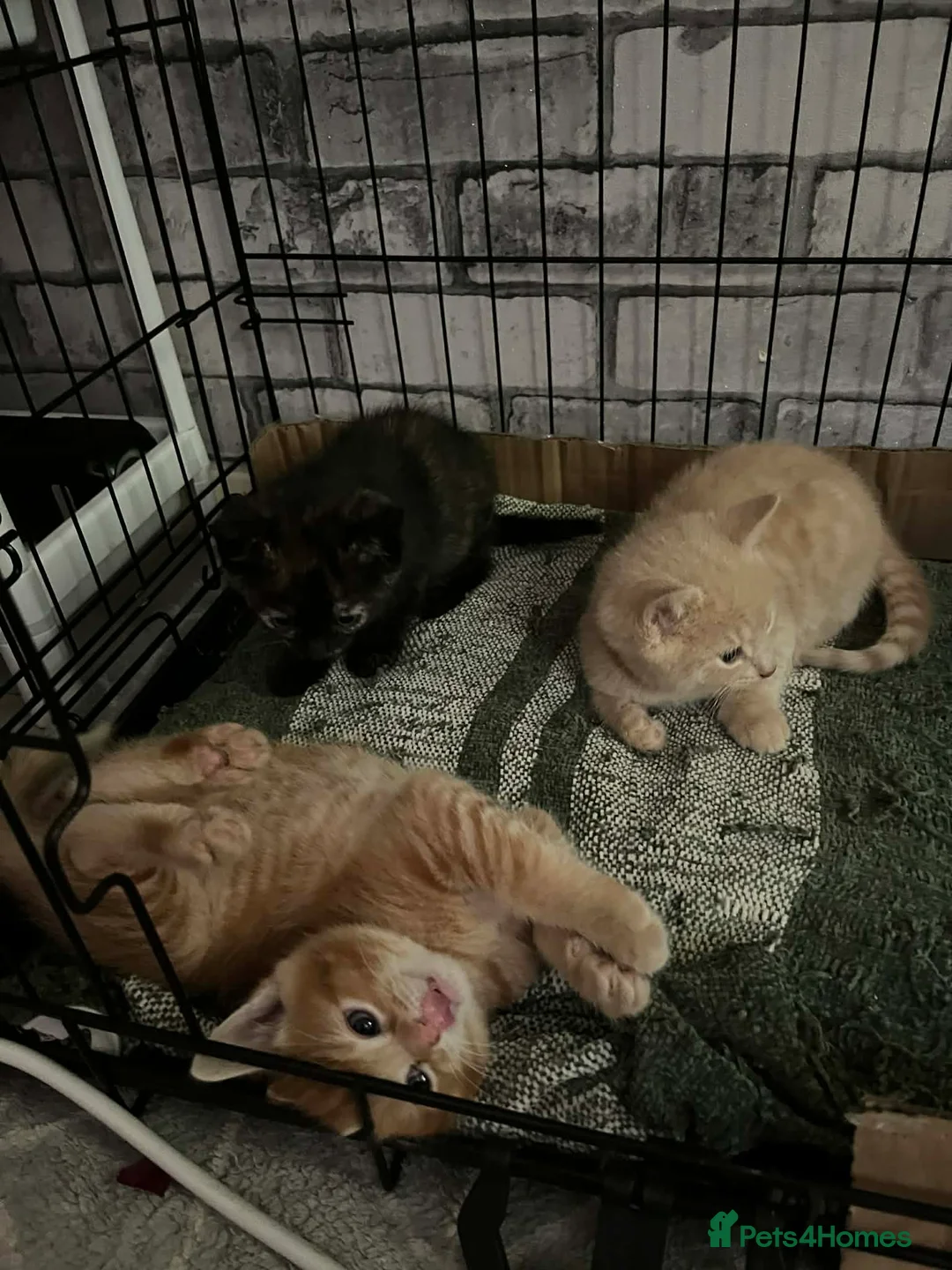 Mixed Breed cats for sale: Kittens  in Hatfield - Advert 2