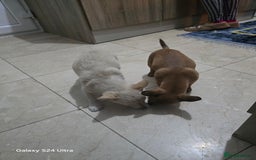 Mixed Breed dogs for sale: Puppy  - Image 3