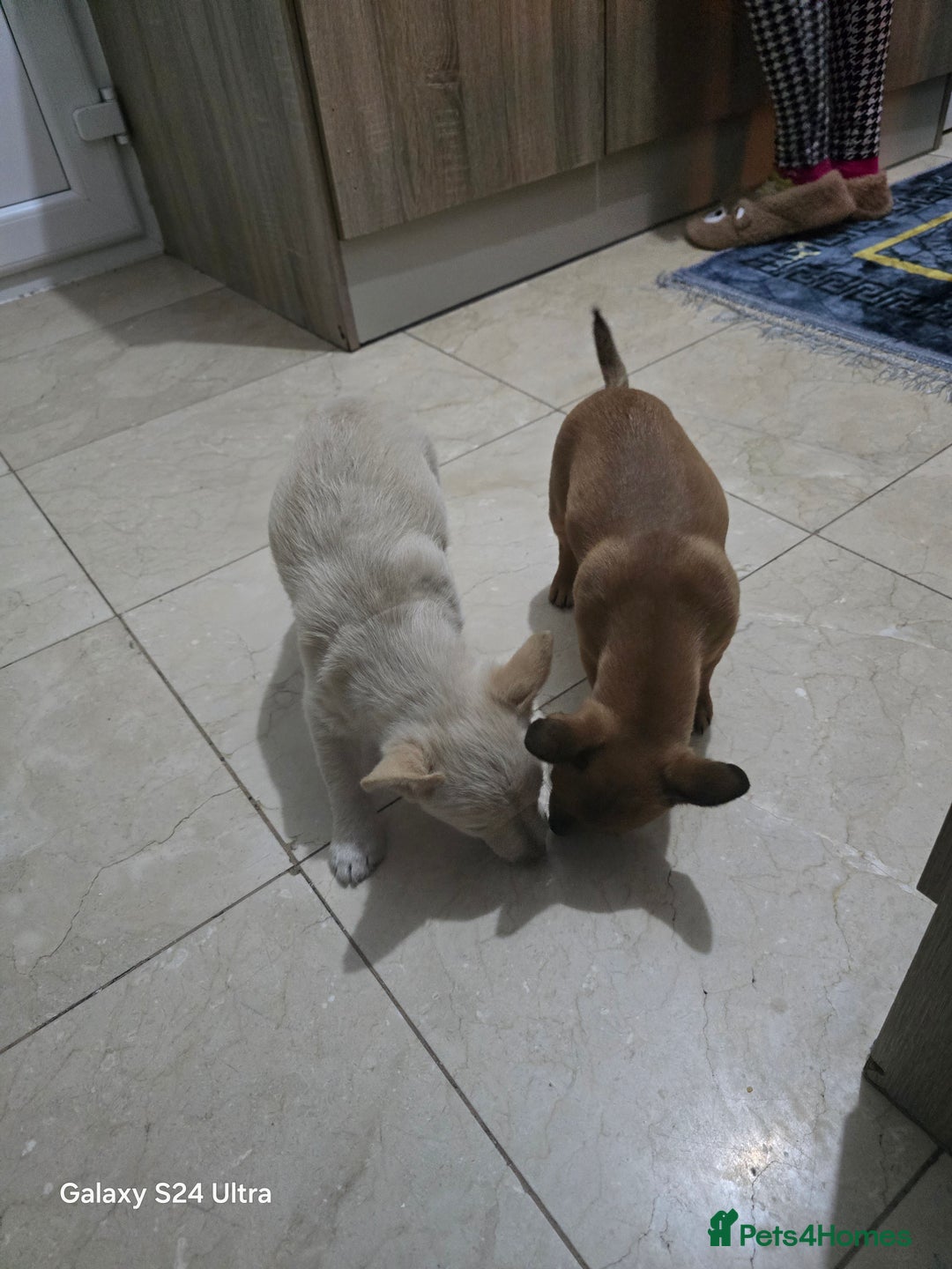 Mixed Breed dogs for sale: Puppy  - Image 3
