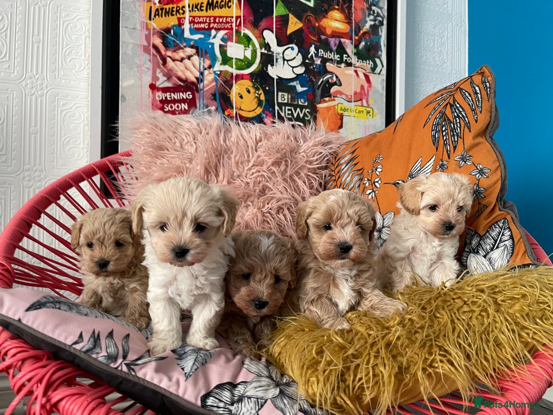 Maltipoo dogs for sale: ❤️XS TOY MALTIPOOS❤️ - Image 16