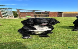 Cocker Spaniel dogs for stud: Cocker spaniel for stud  in Melton Mowbray - Image 6