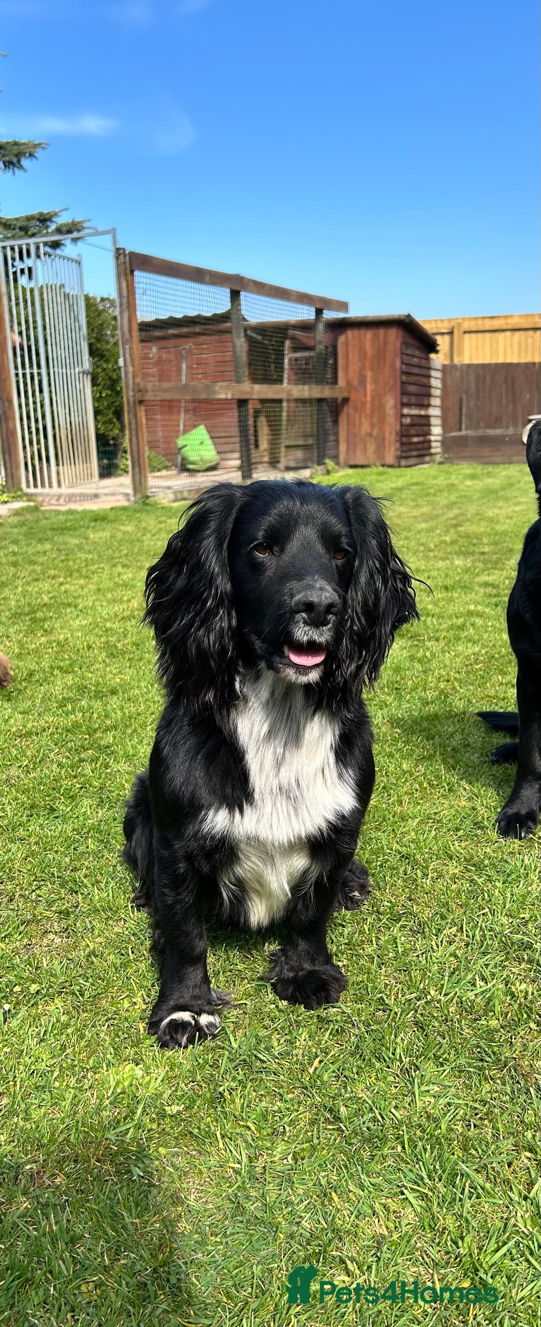 Cocker Spaniel dogs for stud: Cocker spaniel for stud  in Melton Mowbray - Image 6