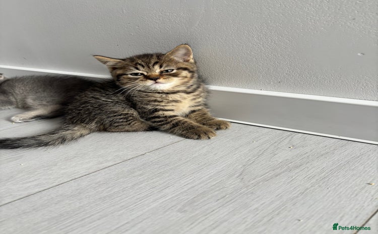 Scottish Fold cats - Advert 4