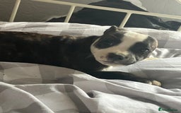 Staffordshire Bull Terrier dogs for sale: Kc Staffordshire bull terrior puppies - Image 6